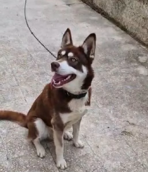Siberan Husky 15/17 mesi tenuto a catena da cucciolo. | Foto 4