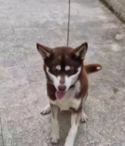 Siberan Husky 15/17 mesi tenuto a catena da cucciolo. | Foto 3