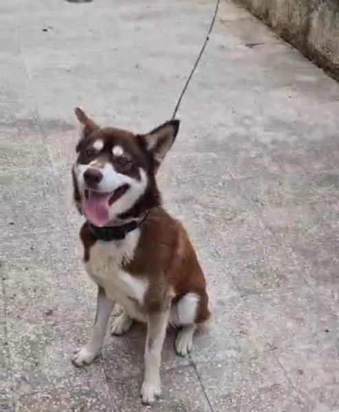 Siberan Husky 15/17 mesi tenuto a catena da cucciolo. | Foto 2