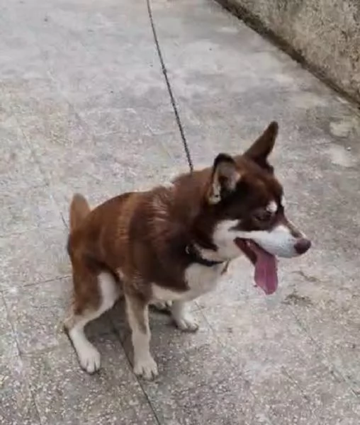 Siberan Husky 15/17 mesi tenuto a catena da cucciolo. | Foto 1