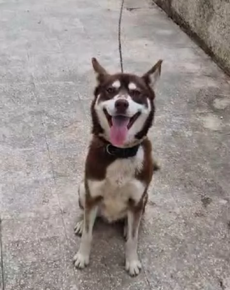 Siberan Husky 15/17 mesi tenuto a catena da cucciolo.