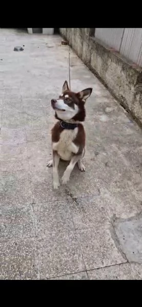 Siberan Husky 15/17 mesi tenuto a catena da cucciolo. | Foto 0