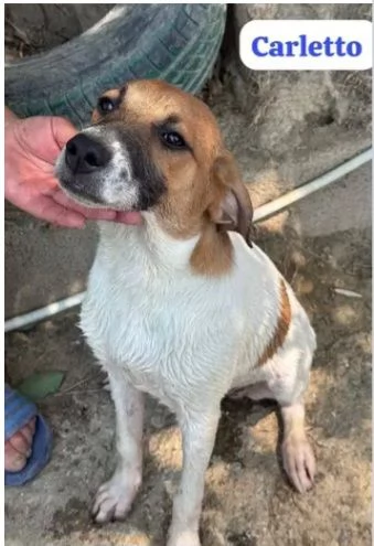 Carletto 6mesi dalla casa al canile.CALABRIA | Foto 0
