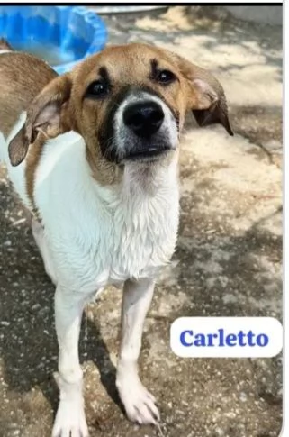 Carletto 6mesi dalla casa al canile.CALABRIA