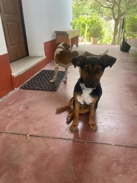 2fratelli 1anno kg5 A FINE MESE NON HANNO CASA! SOLO CASA CON GIARDINO.SARDEGNA HELP | Foto 5