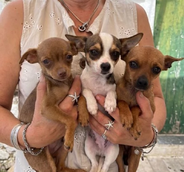 3femmine Pinscher tg piccolissima SOS GARGANO