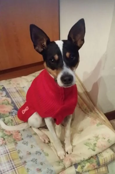 Jack Russel 12anni SOLO IN CASA,PADRONA IN RSA! MILANO URGENTEEE  | Foto 3