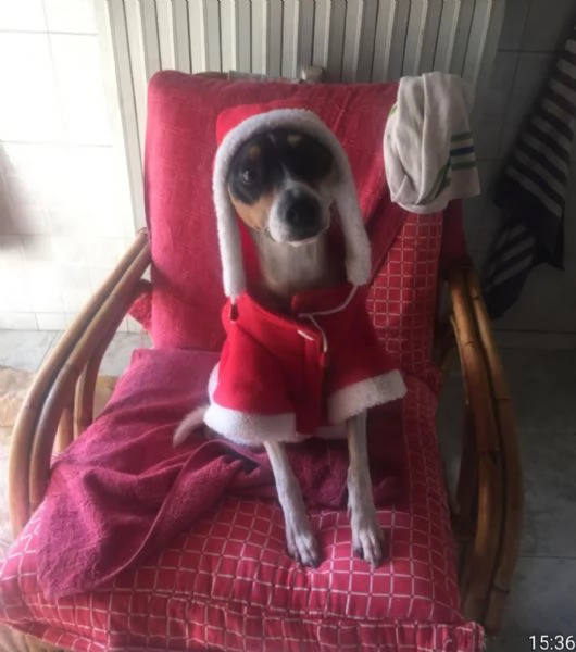 Jack Russel 12anni SOLO IN CASA,PADRONA IN RSA! MILANO URGENTEEE  | Foto 2