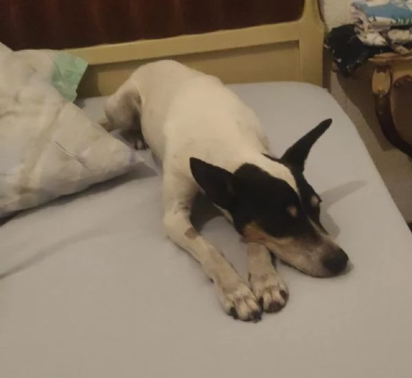 Jack Russel 12anni SOLO IN CASA,PADRONA IN RSA! MILANO URGENTEEE 