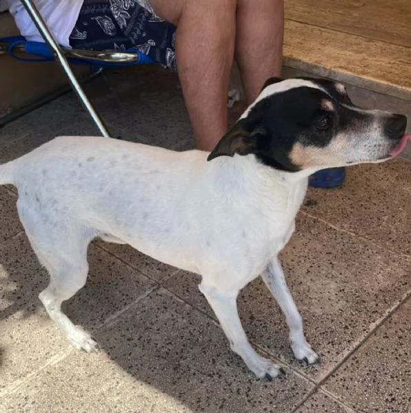 Jack Russel 12anni SOLO IN CASA,PADRONA IN RSA! MILANO URGENTEEE  | Foto 1