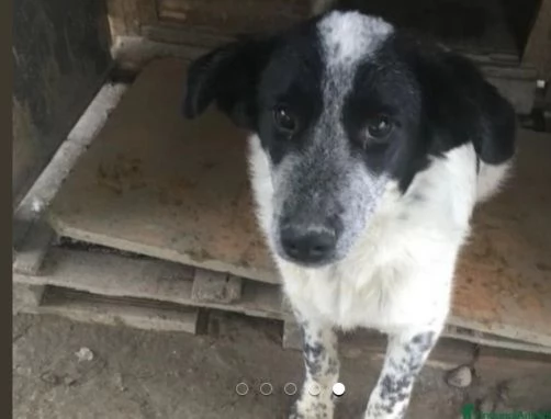 Bar&ugrave; 6anni salvato cucciolo con la madre adottati tranne lui,in canile CALABRIA