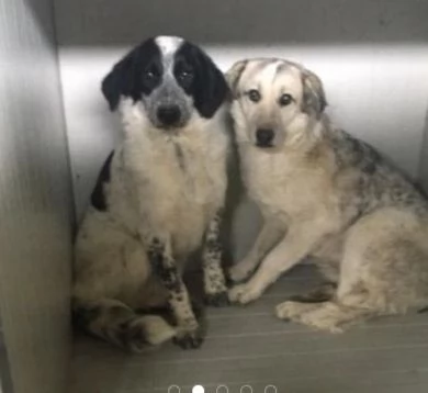 Bar&ugrave; 6anni salvato cucciolo con la madre adottati tranne lui,in canile CALABRIA | Foto 3