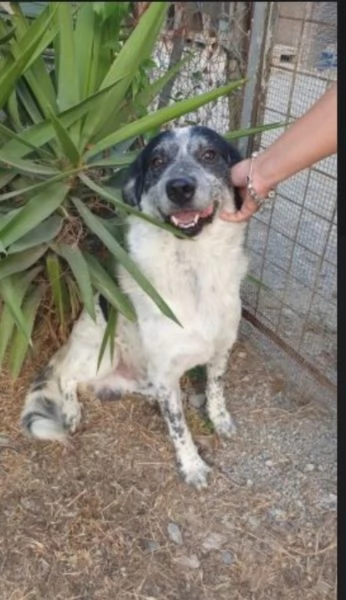 Bar&ugrave; 6anni salvato cucciolo con la madre adottati tranne lui,in canile CALABRIA | Foto 2