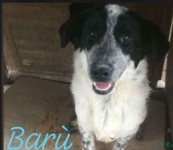 Bar&ugrave; 6anni salvato cucciolo con la madre adottati tranne lui,in canile CALABRIA | Foto 1