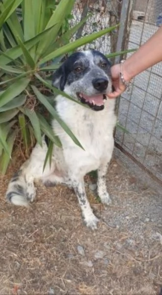 Bar&ugrave; 6anni salvato cucciolo con la madre adottati tranne lui,in canile CALABRIA | Foto 0