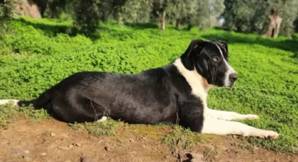 Oliver 14mesi mix Pitbull,bello,buono,cresce in box.COSENZA | Foto 6