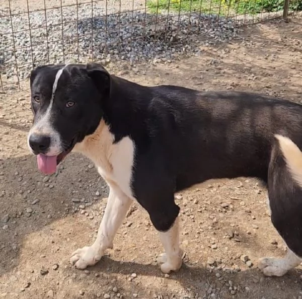 Oliver 14mesi mix Pitbull,bello,buono,cresce in box.COSENZA | Foto 5