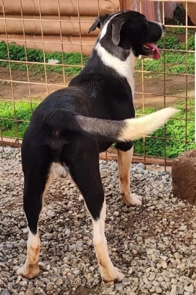 Oliver 14mesi mix Pitbull,bello,buono,cresce in box.COSENZA | Foto 4