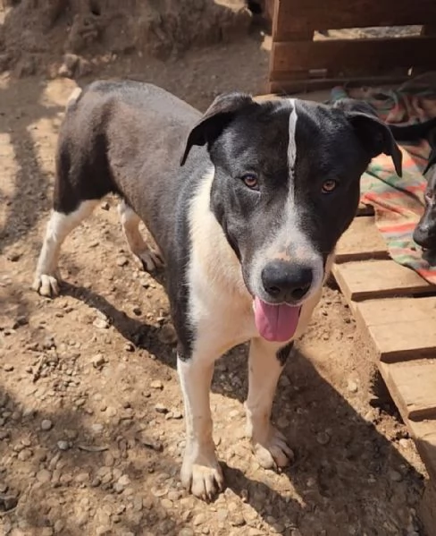 Oliver 14mesi mix Pitbull,bello,buono,cresce in box.COSENZA