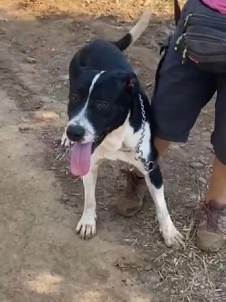 Oliver 14mesi mix Pitbull,bello,buono,cresce in box.COSENZA | Foto 1