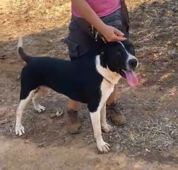 Oliver 14mesi mix Pitbull,bello,buono,cresce in box.COSENZA | Foto 0