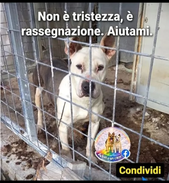Laika 3anni VIVE IN QUELLO STATO! NESSUNO LA SALVA.SALERNO