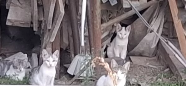 3micini 3mesi e giovane mamma SOS VOGHERA PV | Foto 3