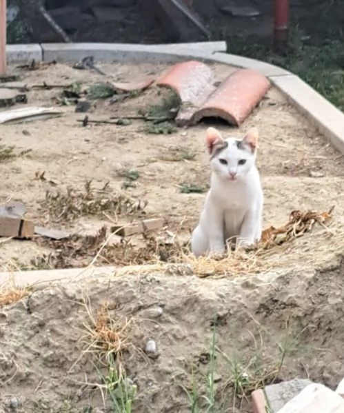 3micini 3mesi e giovane mamma SOS VOGHERA PV | Foto 2
