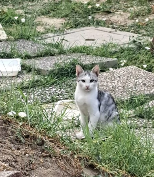 3micini 3mesi e giovane mamma SOS VOGHERA PV | Foto 1
