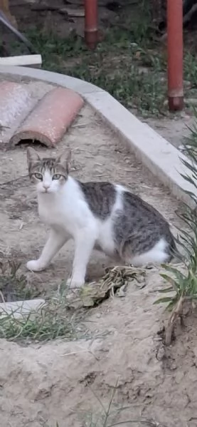 3micini 3mesi e giovane mamma SOS VOGHERA PV | Foto 0