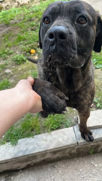 Cane Corso tigrato 2anni ubbidiente SOS CASA CAMPANIA  | Foto 1
