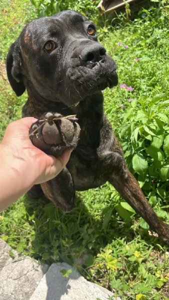 Cane Corso tigrato 2anni ubbidiente SOS CASA CAMPANIA  | Foto 0