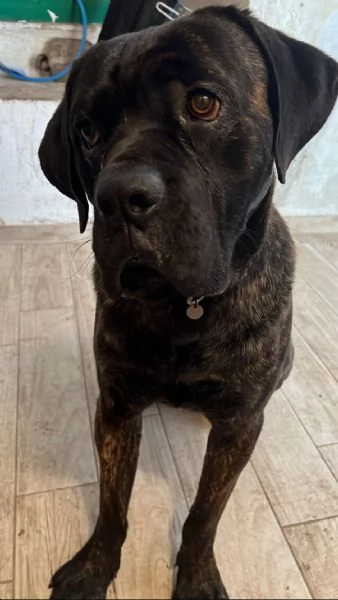 Cane Corso tigrato 2anni ubbidiente SOS CASA CAMPANIA 