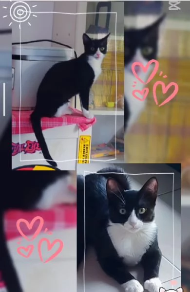 Kitty micina quasi 5mesi le manca [hidden] | Foto 1