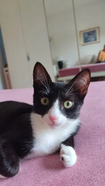 Kitty micina quasi 5mesi le manca [hidden]