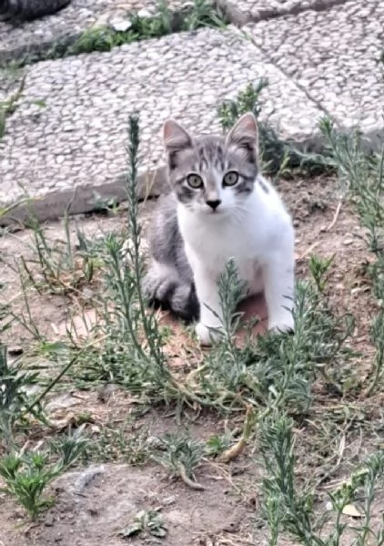 3micini circa 3mesi e mammina SOS CASA VOGHERA PV
