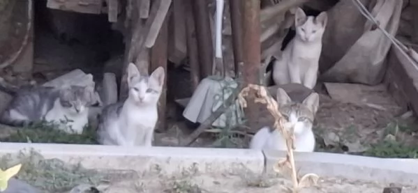 3micini circa 3mesi e mammina SOS CASA VOGHERA PV | Foto 3