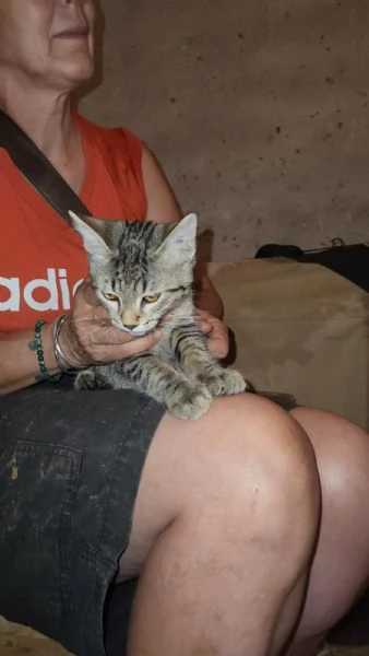 3micini tigrati sui 3mesi vivono in 1stanza.COSENZA | Foto 4