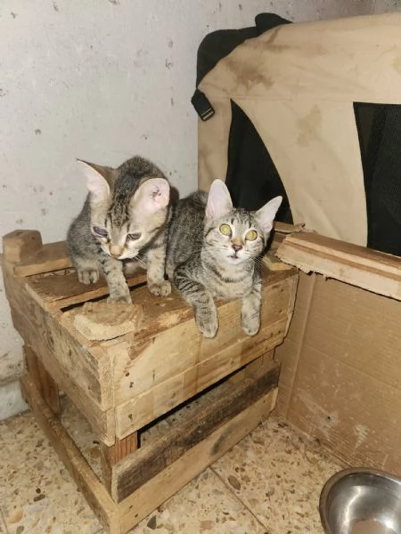3micini tigrati sui 3mesi vivono in 1stanza.COSENZA | Foto 3