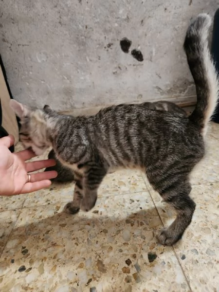 3micini tigrati sui 3mesi vivono in 1stanza.COSENZA | Foto 2
