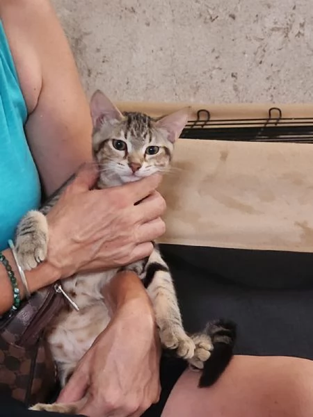 3micini tigrati sui 3mesi vivono in 1stanza.COSENZA | Foto 1