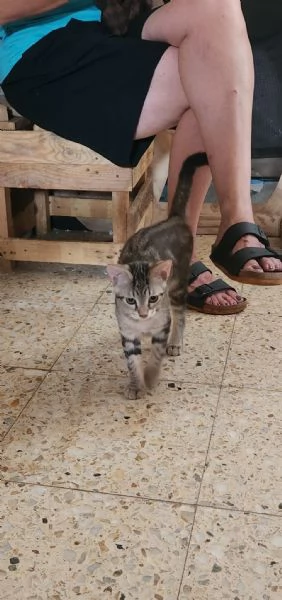 3micini tigrati sui 3mesi vivono in 1stanza.COSENZA | Foto 0