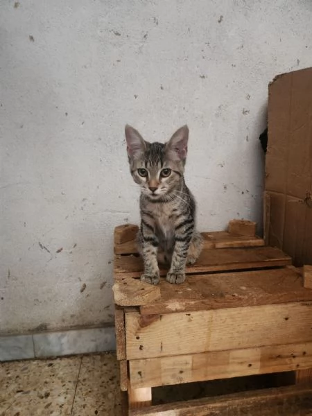 3micini tigrati sui 3mesi vivono in 1stanza.COSENZA