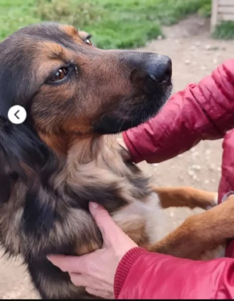 Aron 2anni e 1/2 mix Setter in canile da cucciolo.COSENZA | Foto 6