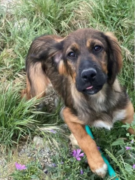 Aron 2anni e 1/2 mix Setter in canile da cucciolo.COSENZA | Foto 5