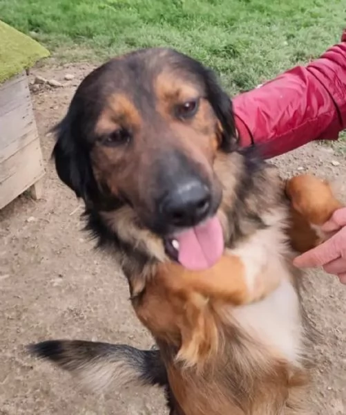 Aron 2anni e 1/2 mix Setter in canile da cucciolo.COSENZA | Foto 4