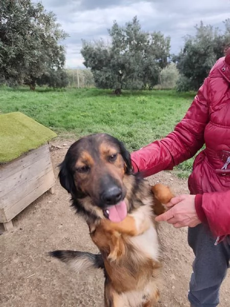 Aron 2anni e 1/2 mix Setter in canile da cucciolo.COSENZA | Foto 3
