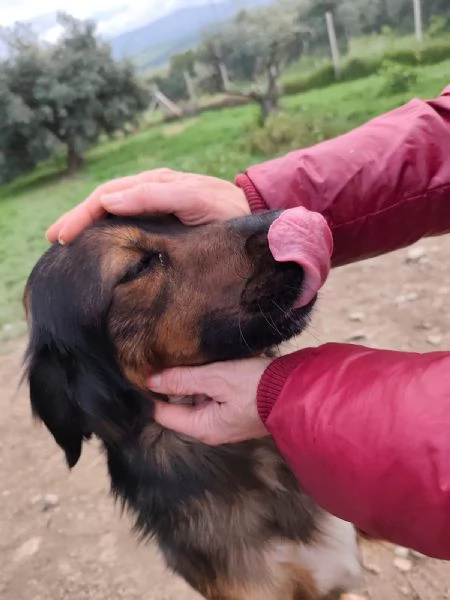 Aron 2anni e 1/2 mix Setter in canile da cucciolo.COSENZA | Foto 2