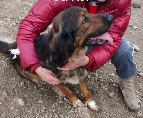 Aron 2anni e 1/2 mix Setter in canile da cucciolo.COSENZA | Foto 1