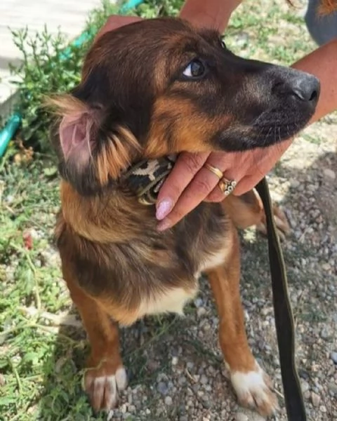 Aron 2anni e 1/2 mix Setter in canile da cucciolo.COSENZA